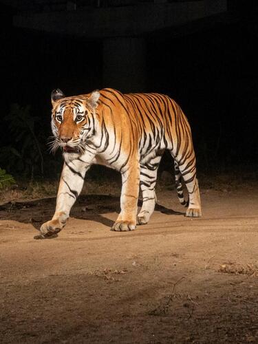 In darkness, tiger walks down NH-44, the National Highway, the longest highway in India