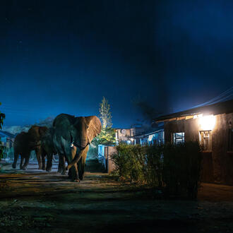 Elephants walking between buildings at night